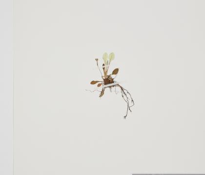 설앵초