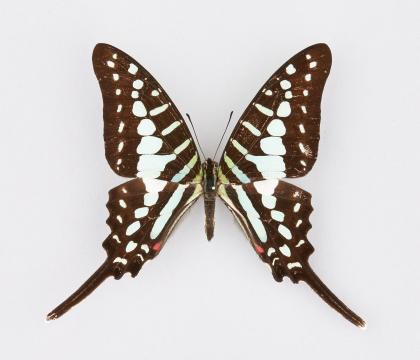 Graphium policenes