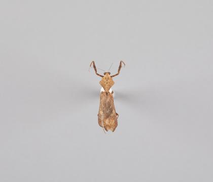 Deroplatys lobata