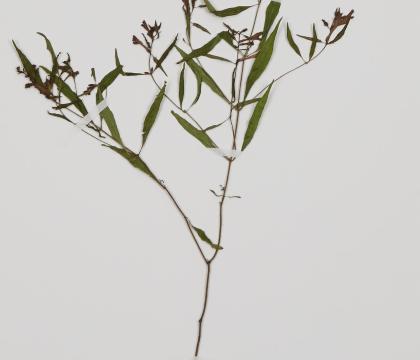 새며느리밥풀