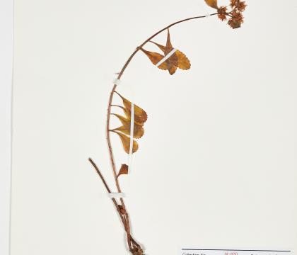 기린초