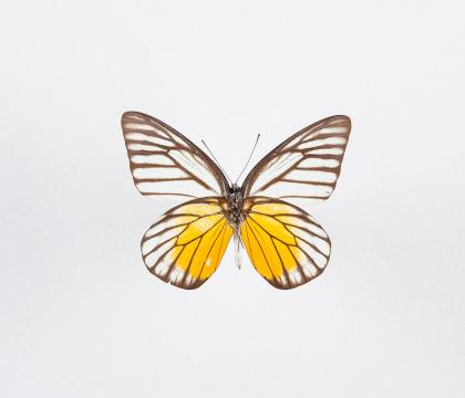 Prioneris thestylis