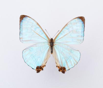 Morpho sulkowskii