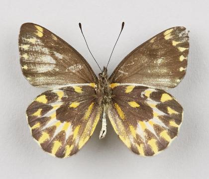 Delias aroa