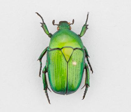 Heterorrhina leonardi