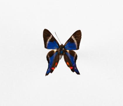 Rhetus periander