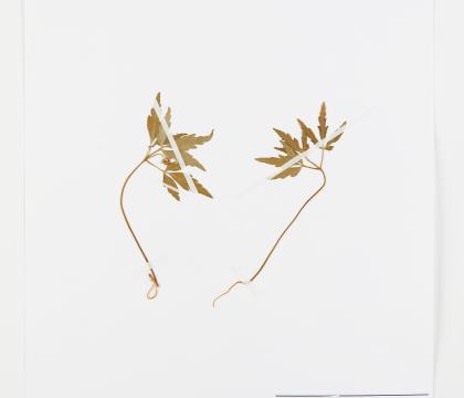 회리바람꽃
