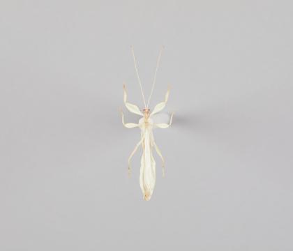 Phyllium celebicum