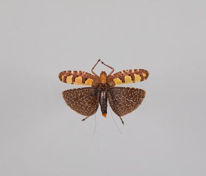 Sanaa regalis
