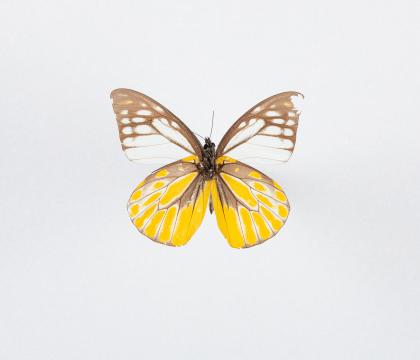 Prioneris philonome