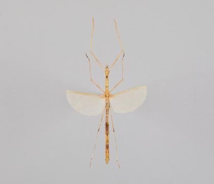Periphetes sp. 4