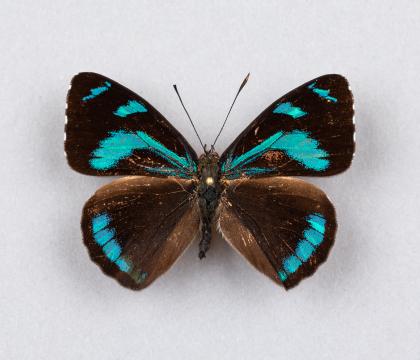 Perisama tringa