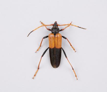 Pachyteria javana 
