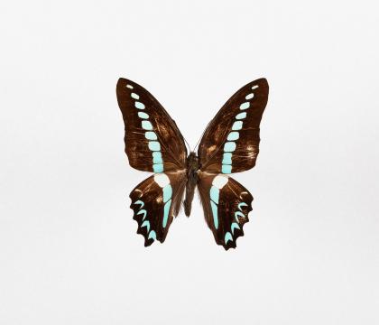 Graphium milon