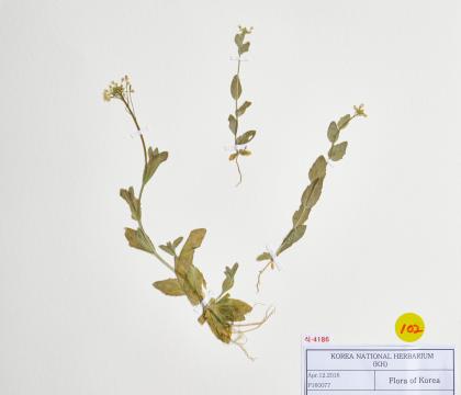 꽃다지