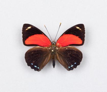 Callicore cyllene