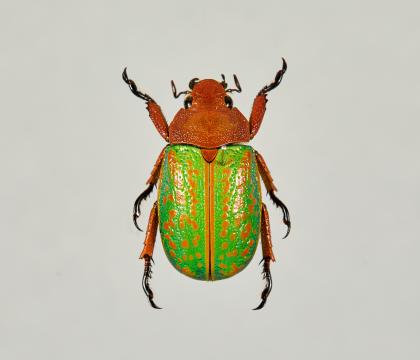 Plusiotis (Chrysina) victorina