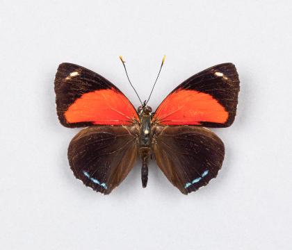 Callicore cyllene