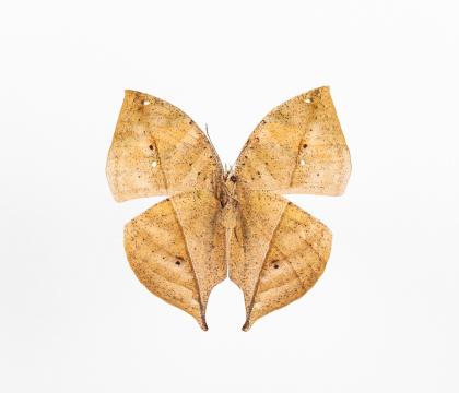 Kallima limborgi