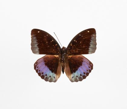 Lexias Cyanipardus
