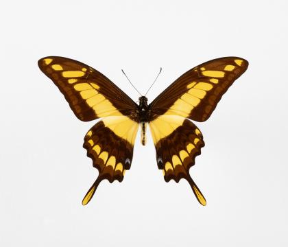 Papilio thoas