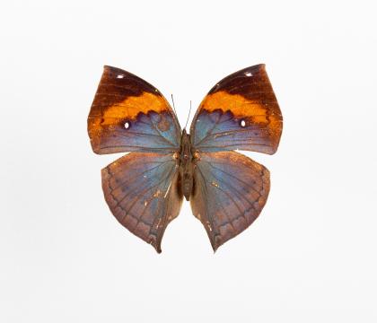 Kallima limborgi