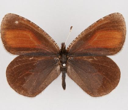 Erebia discoidalis mcdunnoughi