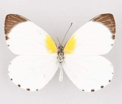 Mylothris poppea poppea