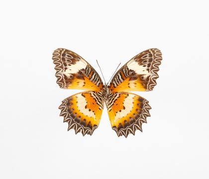 Cethosia hypsea