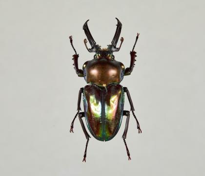 Phalacrognathus muelleri