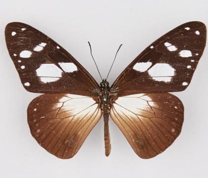 Amauris tartaera tartaera