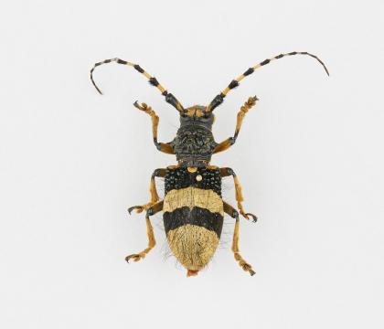 Arctolamia cruciatus