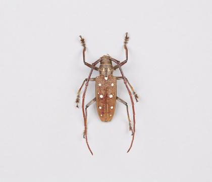 Batocera rubus punctatella
