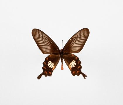 Pachliopta aristolochiae