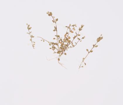 별꽃