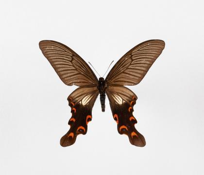Papilio elwesi