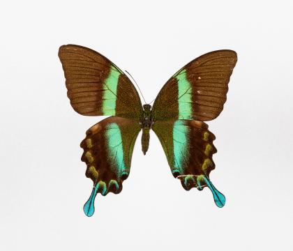 Papilio blumei