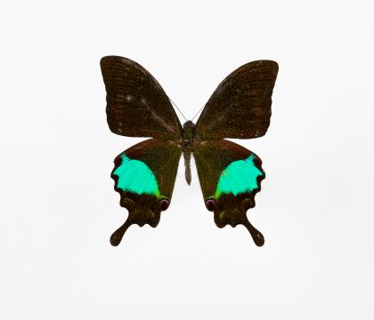 Papilio paris