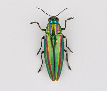 Chrysochroa fulgidissima