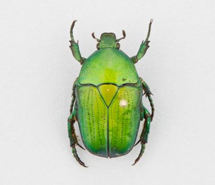 Heterorrhina leonardi