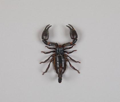 Heterometrus laoticus