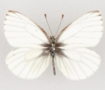 Pieris angelika angelika