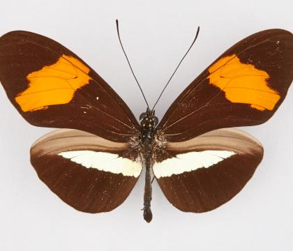 Heliconius amaryllis