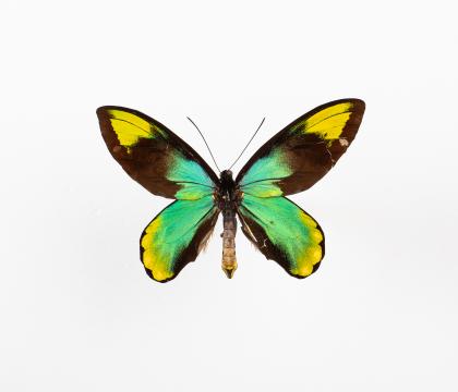 Ornithoptera victoriae epiphanes