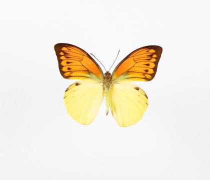 Hebomoia leucippe