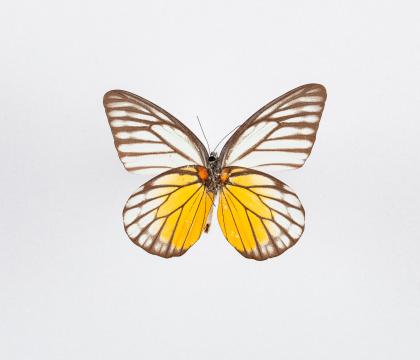 Prioneris thestylis