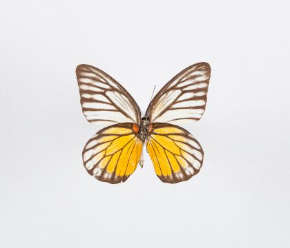 Prioneris thestylis