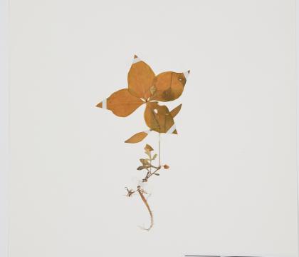 개별꽃