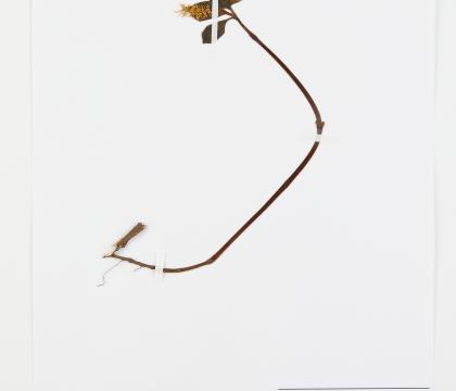 홀아비꽃대