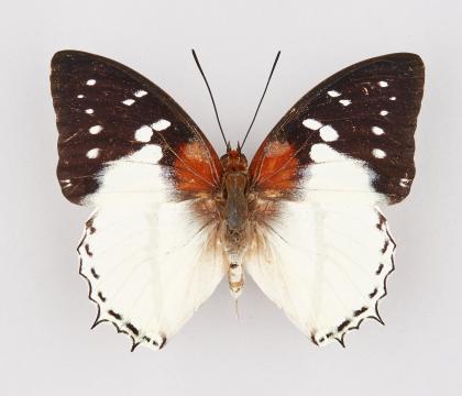 Charaxes hadrianus hadrianus